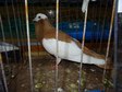 Największa w Polsce wystawa królików i drobnego inwentarza za nami